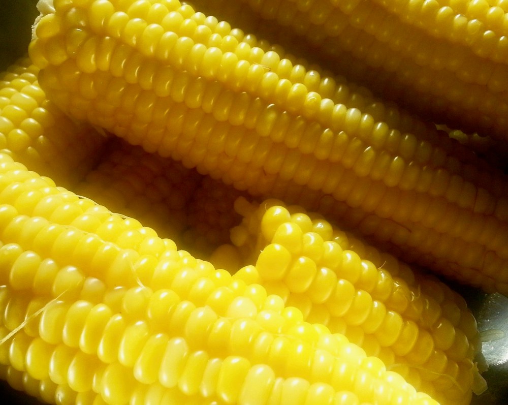 corn-on-the-cob-727108_1920